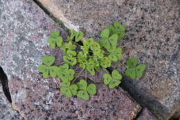 Sivun Oxalis hirsutibulba Dreyer, Roets & Oberl. kuva