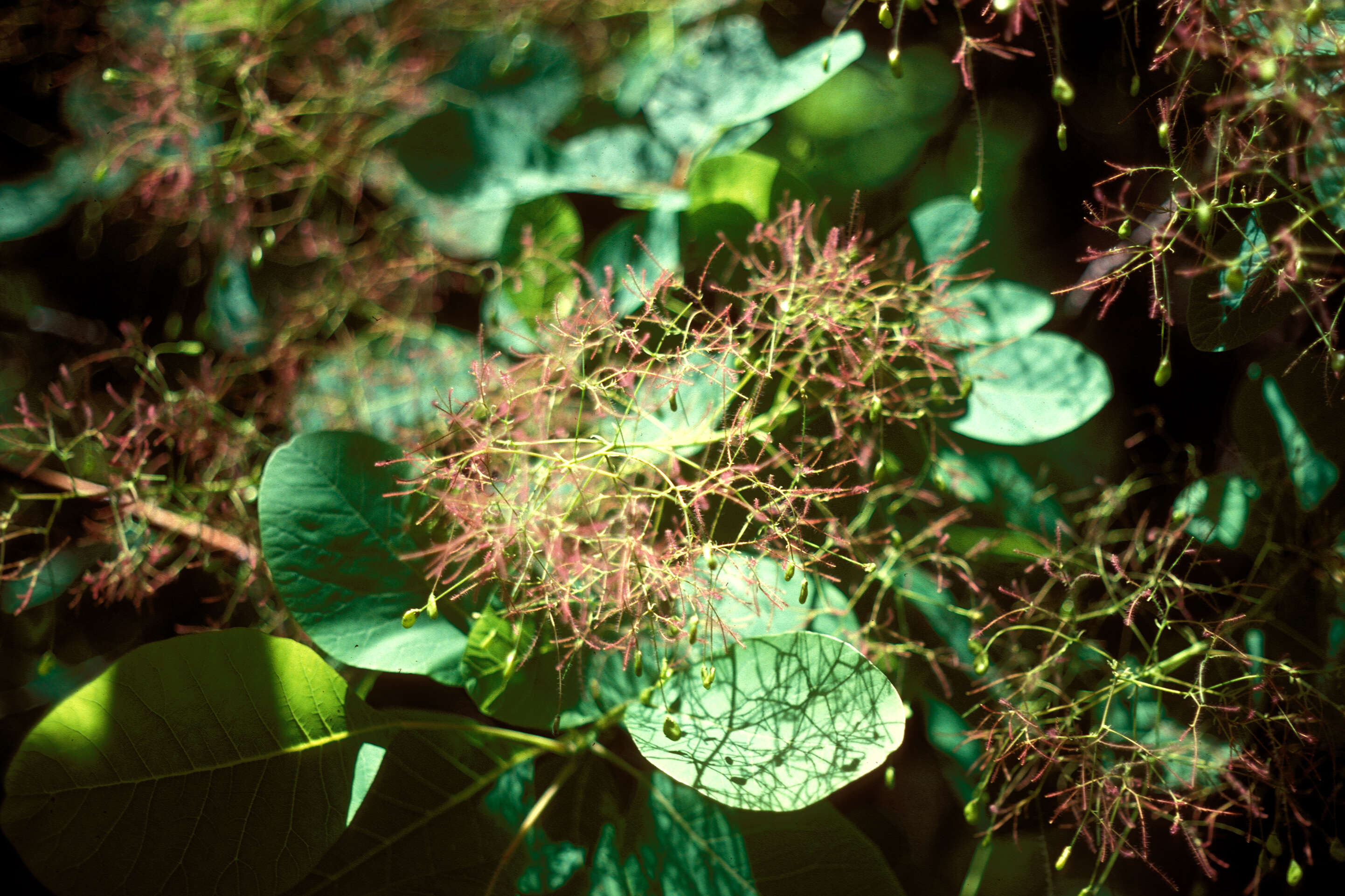 Imagem de Cotinus obovatus Raf.