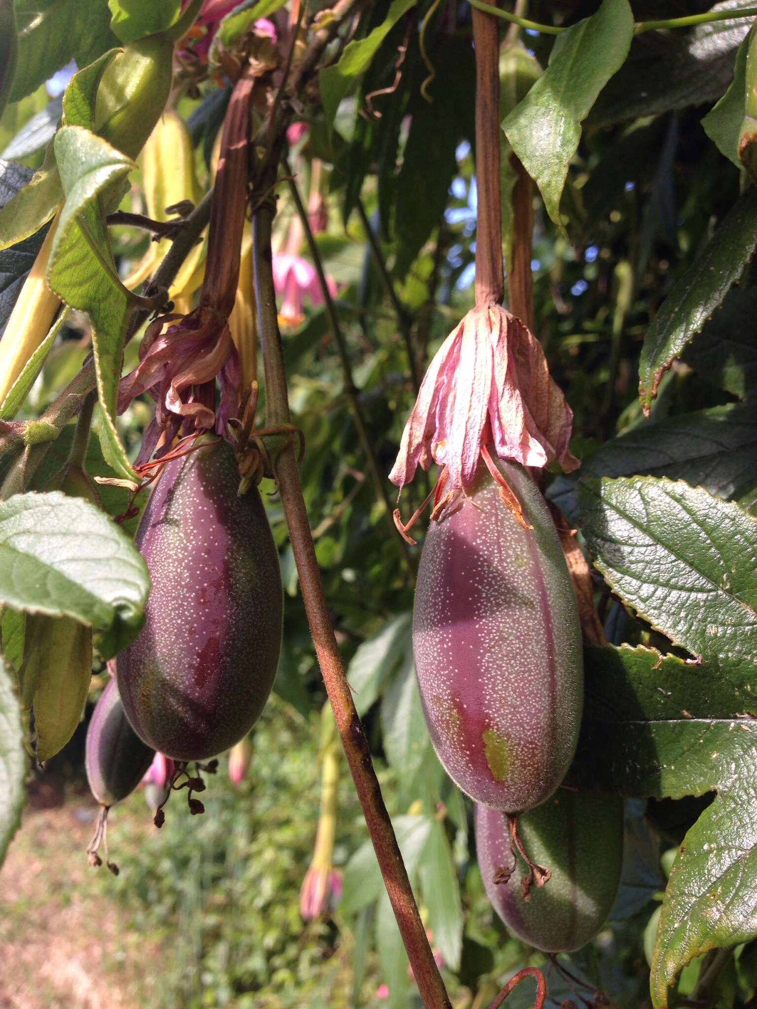 Imagem de Passiflora tripartita (A. Juss.) Poiret