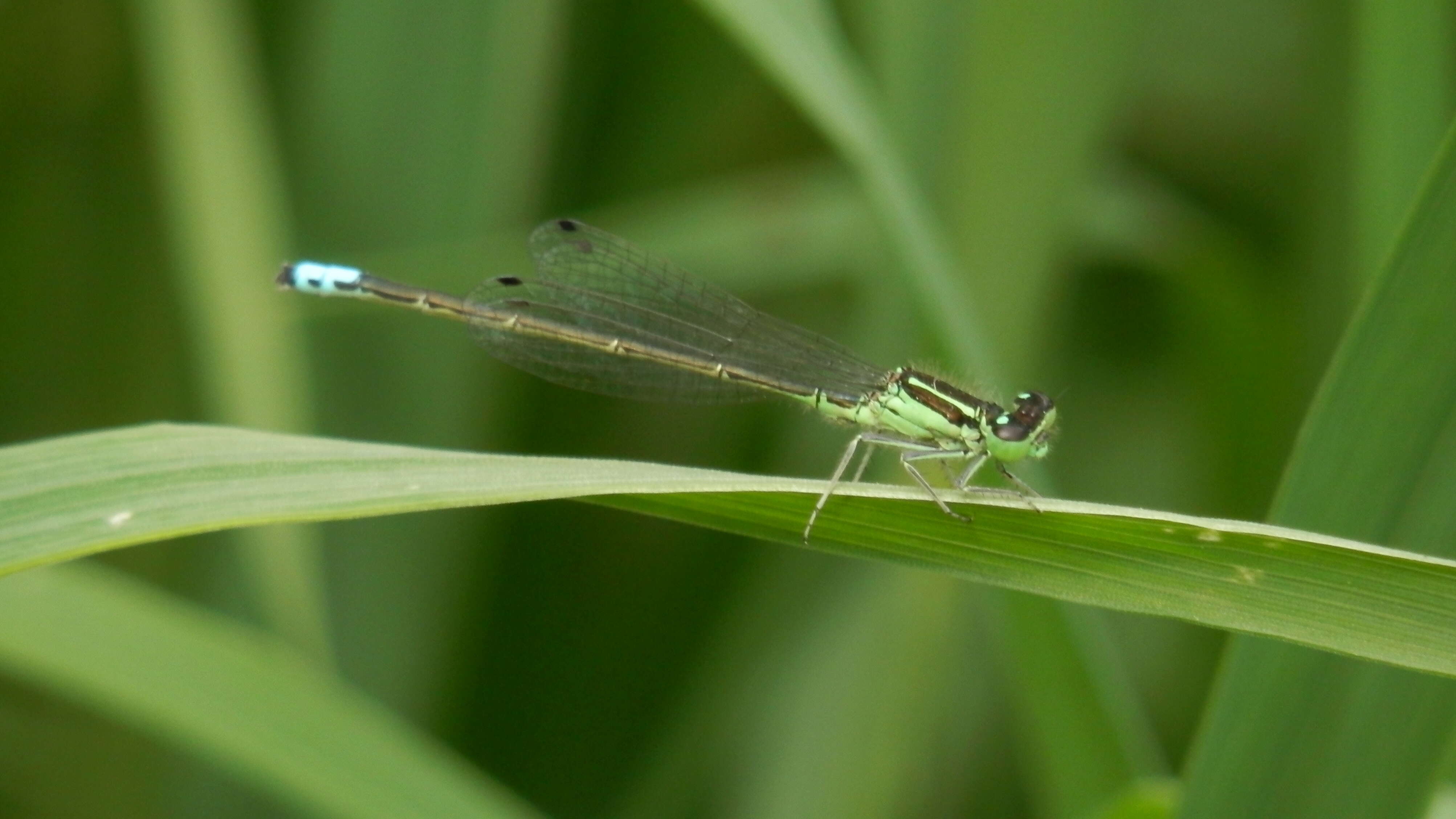 Image of Eastern Forktail