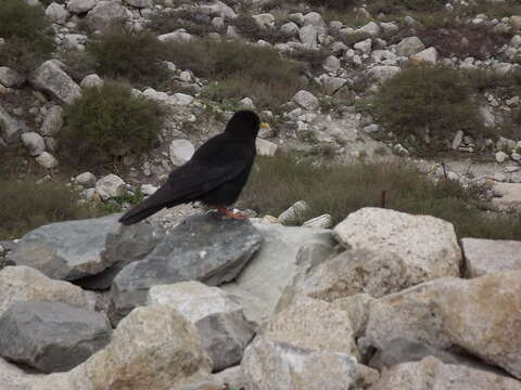 Image of Alpine Chough