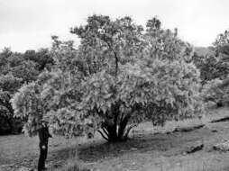 Imagem de Cotinus obovatus Raf.