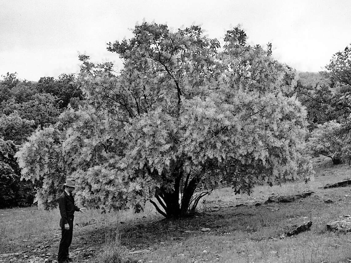 Image de Cotinus obovatus Raf.