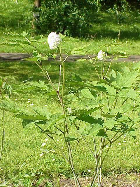 Imagem de Actaea rubra (Ait.) Willd.