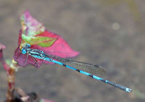 Image of Indolestes cyaneus (Selys 1862)