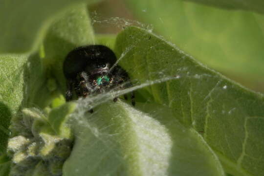 Phidippus audax (Hentz 1845) resmi