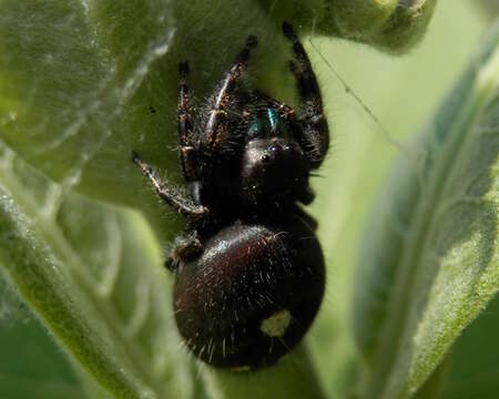 Phidippus audax (Hentz 1845) resmi