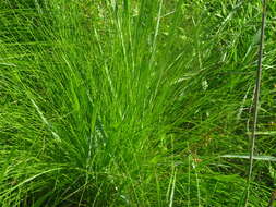 Image of prairie dropseed