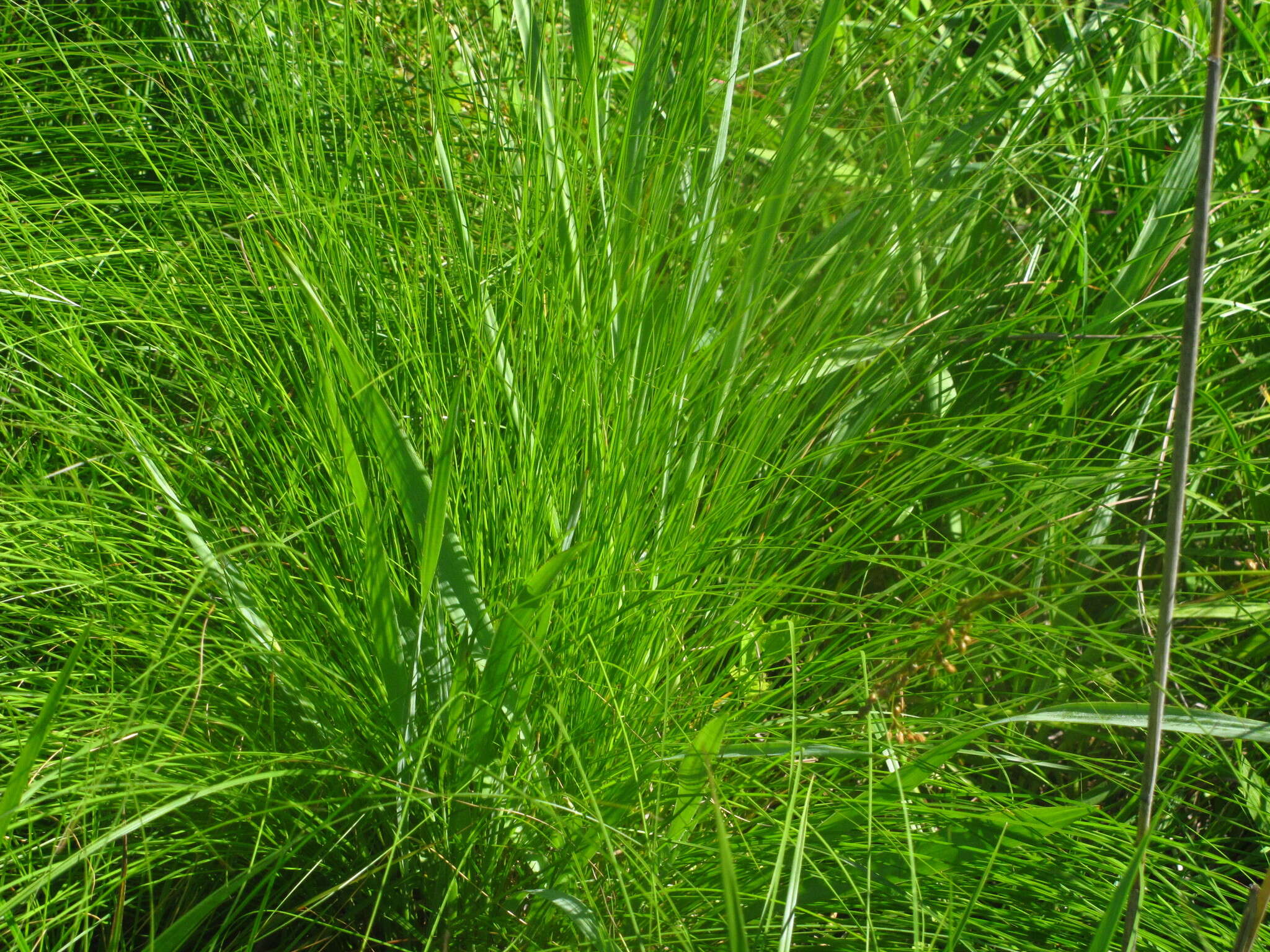 Image of prairie dropseed