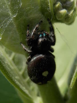 Phidippus audax (Hentz 1845) resmi