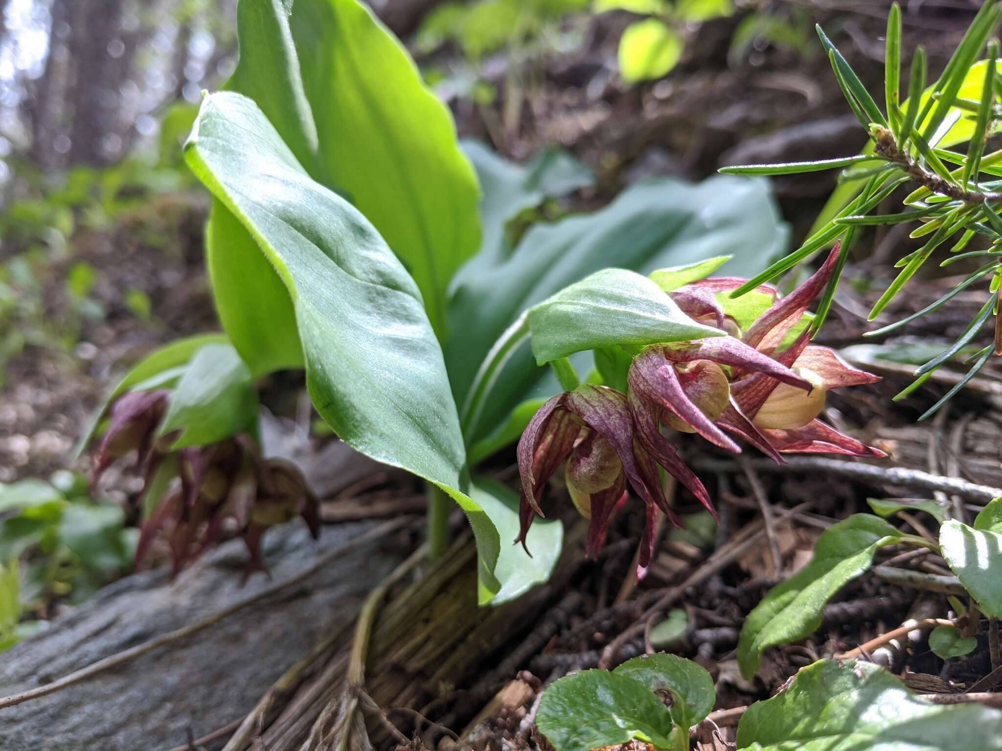 Image of Clustered lady's slipper