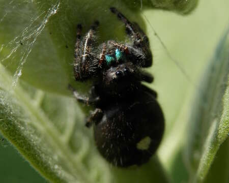 Phidippus audax (Hentz 1845) resmi