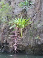 Image of Tillandsia juerg-rutschmannii Rauh