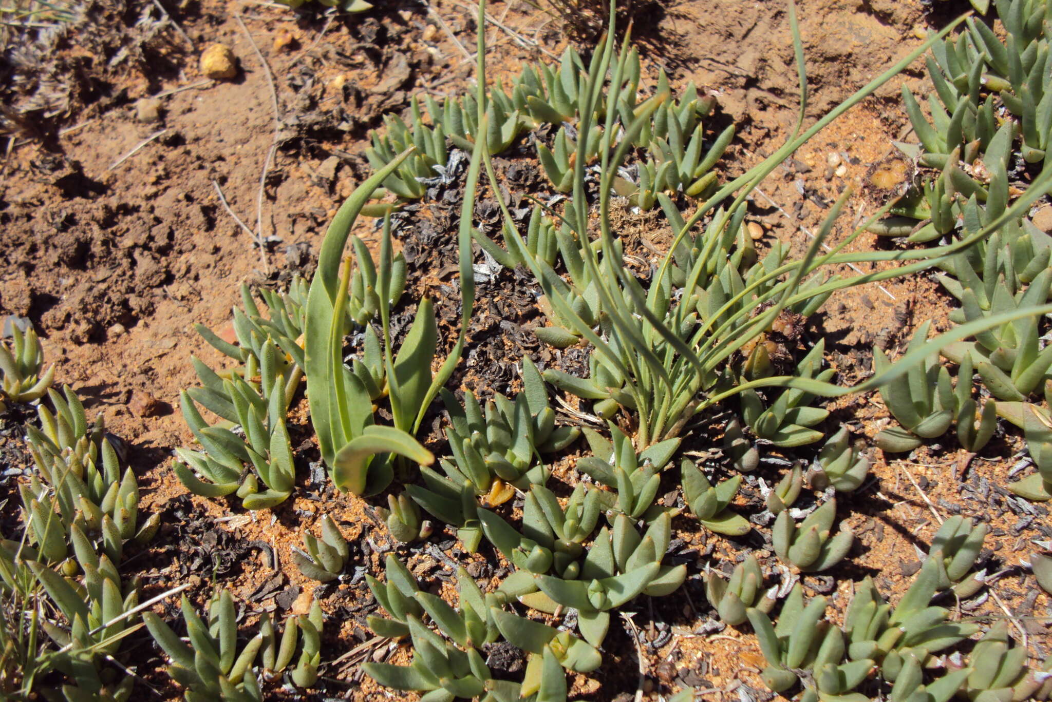 Aloe bergeriana (Dinter) Boatwr. & J. C. Manning resmi