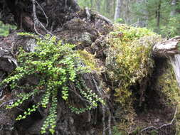 Image of creeping snowberry