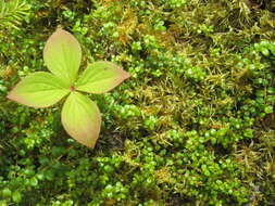 Image of creeping snowberry