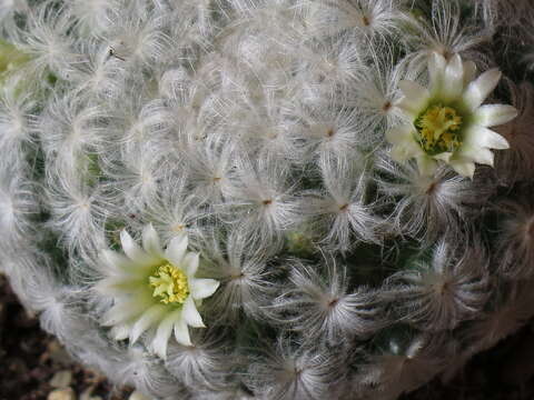 Image of Mammillaria plumosa F. A. C. Weber