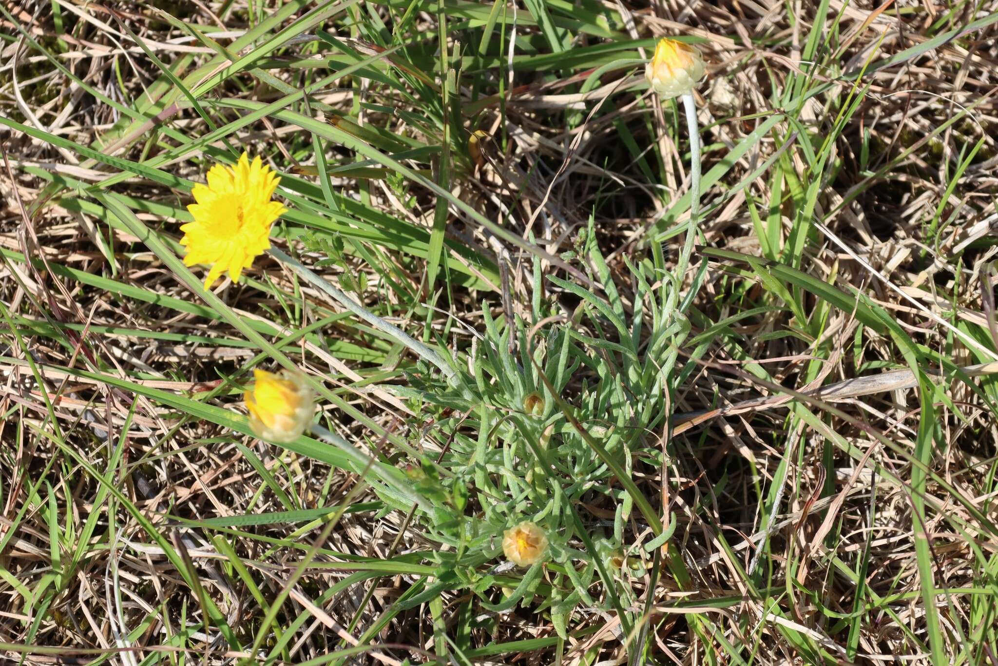 Image of Leucochrysum albicans subsp. albicans