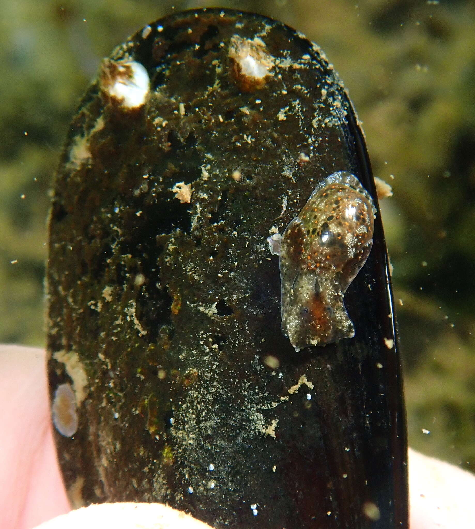 Image of Japanese bubble snail