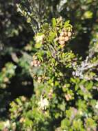 Image of Phebalium squamulosum subsp. alpinum (Benth.) Paul G. Wilson