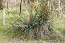 Image of Xanthorrhoea semiplana F. Muell.