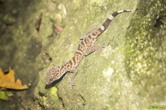 Image of Cat Ba Tiger Gecko