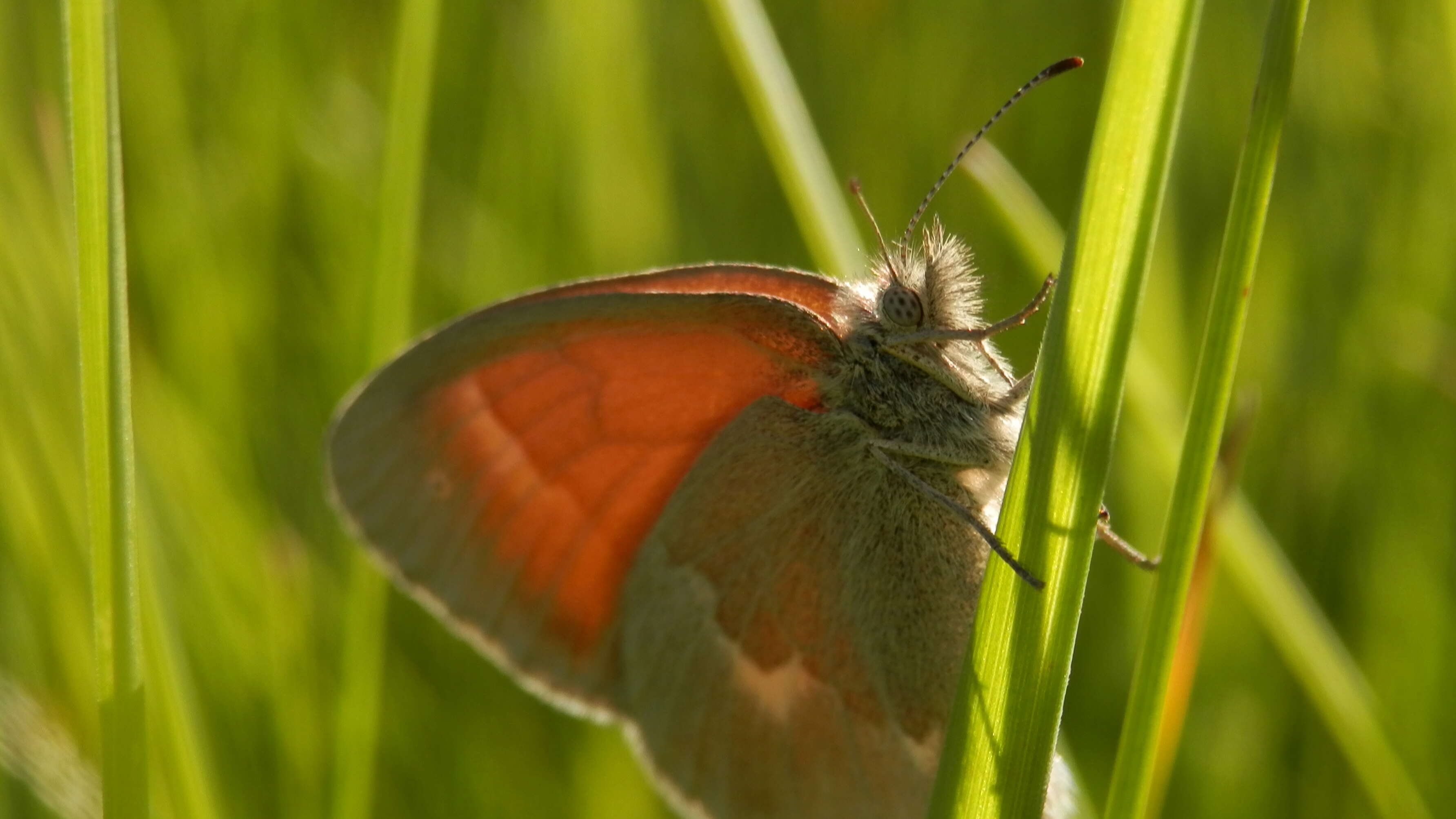 Image of Common Ringlet