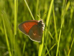 Image of Common Ringlet