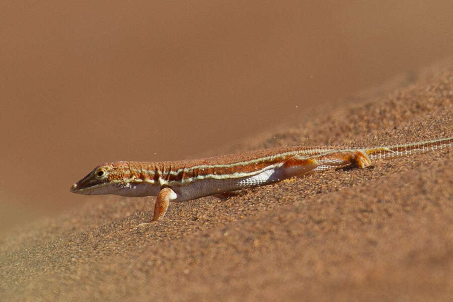 Image of Wedge-snouted Desert Lizard