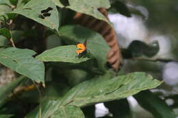 Image of Yasoda tripunctata (Hewitson 1863)