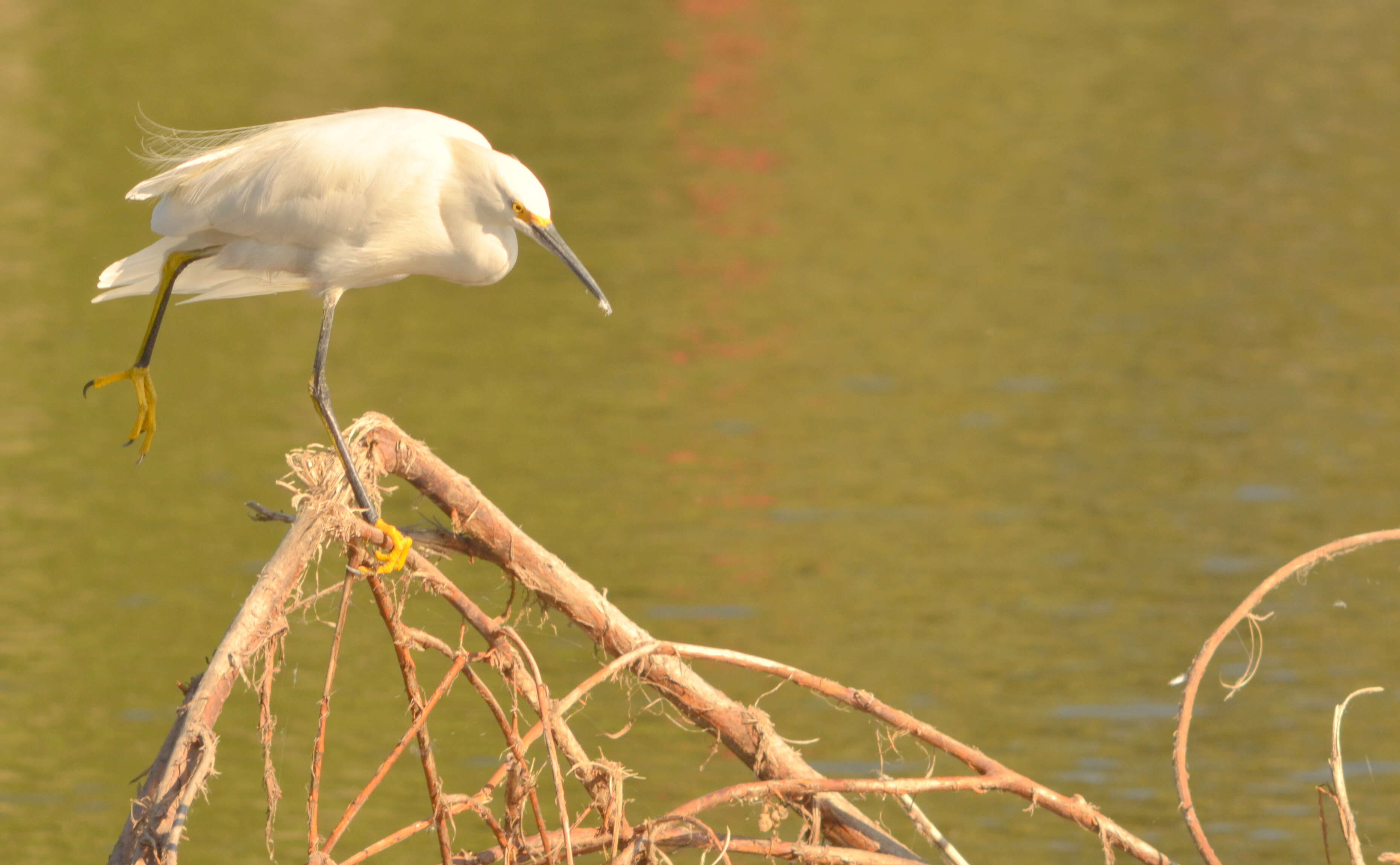 Image of Snowy Egret