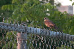 Image of Brown-headed Cowbird