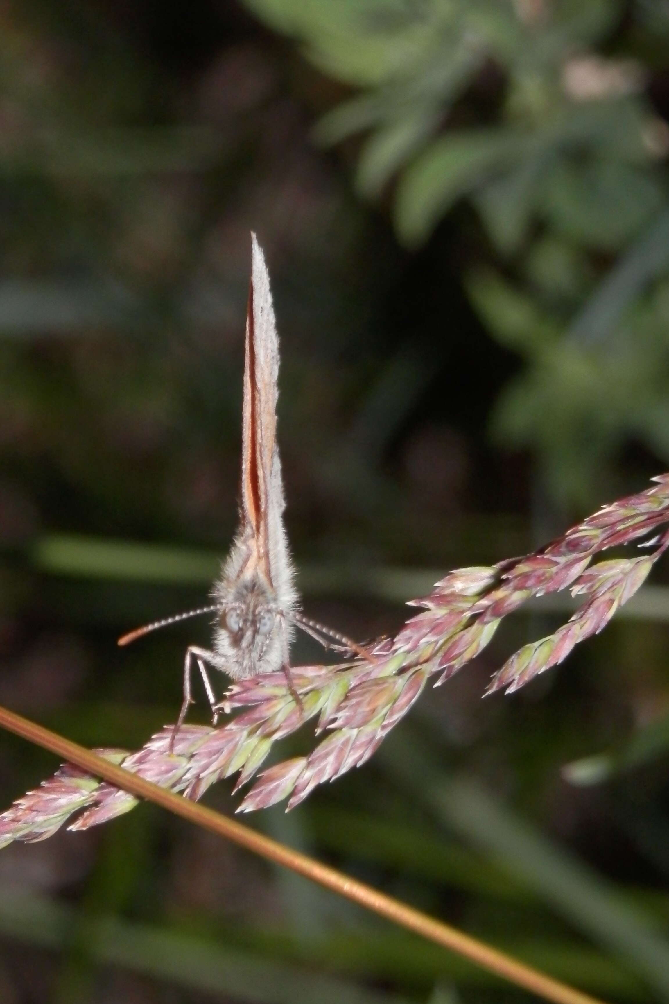 Image of Common Ringlet