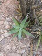 Image de Agave chrysoglossa I. M. Johnst.