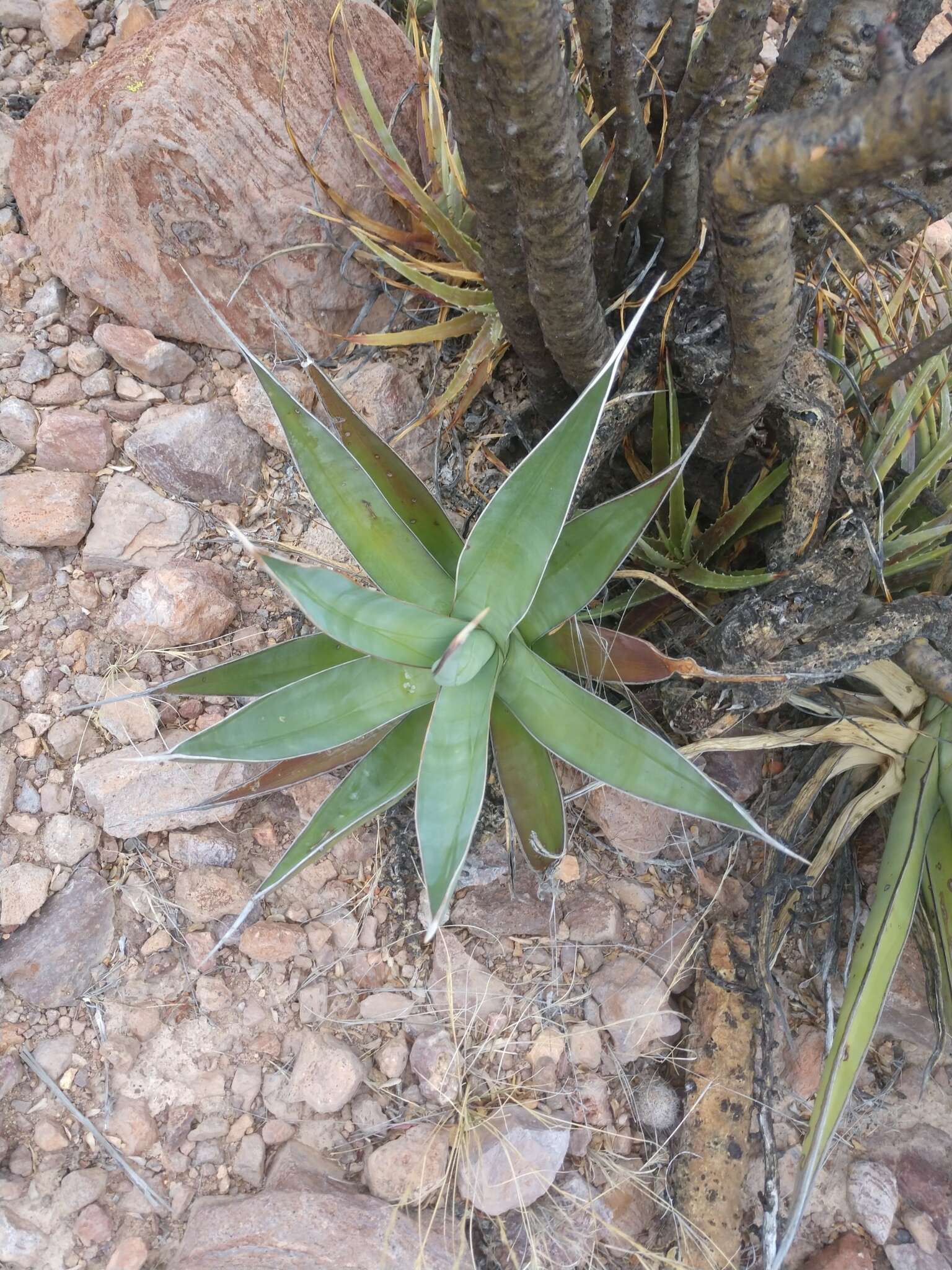 Image of Agave chrysoglossa I. M. Johnst.