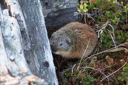 Image of Brown Lemming