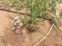 Imagem de Asclepias involucrata Engelm. ex Torr.