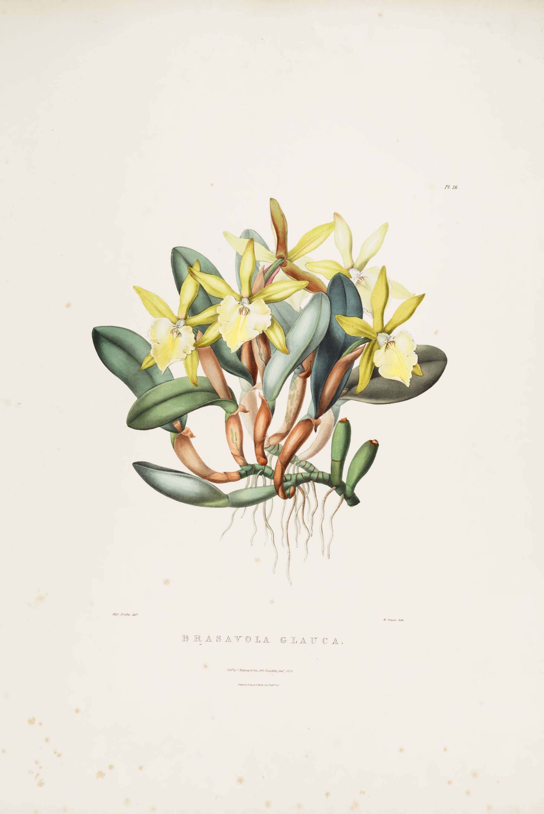 Image of Rhyncholaelia glauca (Lindl.) Schltr.