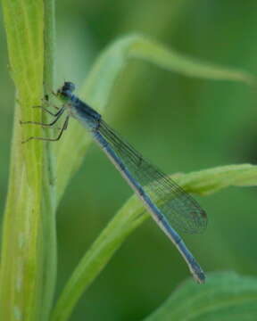 Image of Eastern Forktail