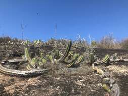 Imagem de Coleocephalocereus fluminensis subsp. decumbens (F. Ritter) N. P. Taylor & Zappi