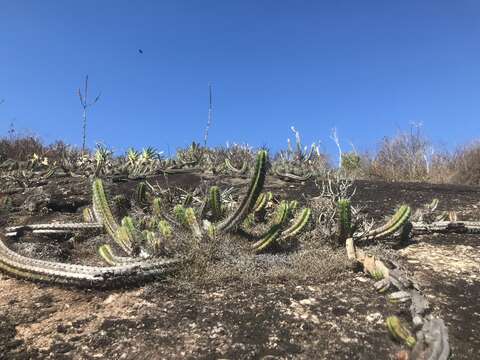 Coleocephalocereus fluminensis (Miq.) Backeb.的圖片