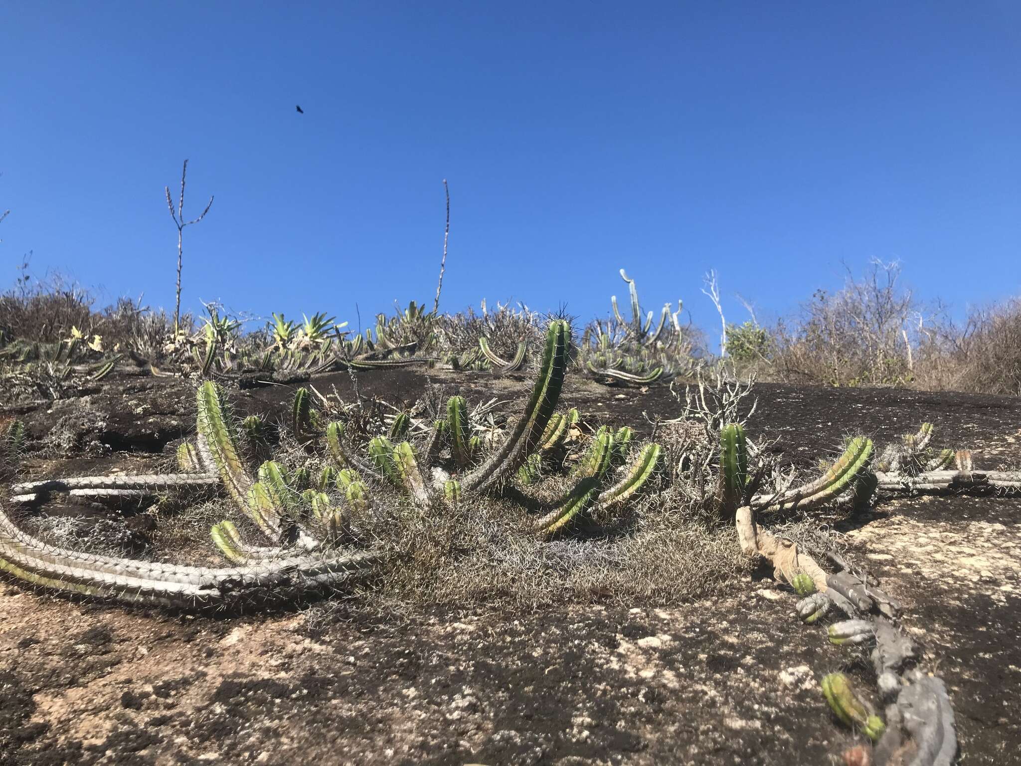 Coleocephalocereus fluminensis subsp. decumbens (F. Ritter) N. P. Taylor & Zappi的圖片