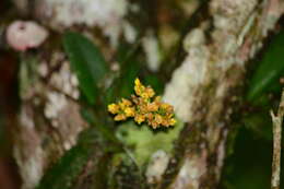 Image de Trichocentrum pumilum (Lindl.) M. W. Chase & N. H. Williams