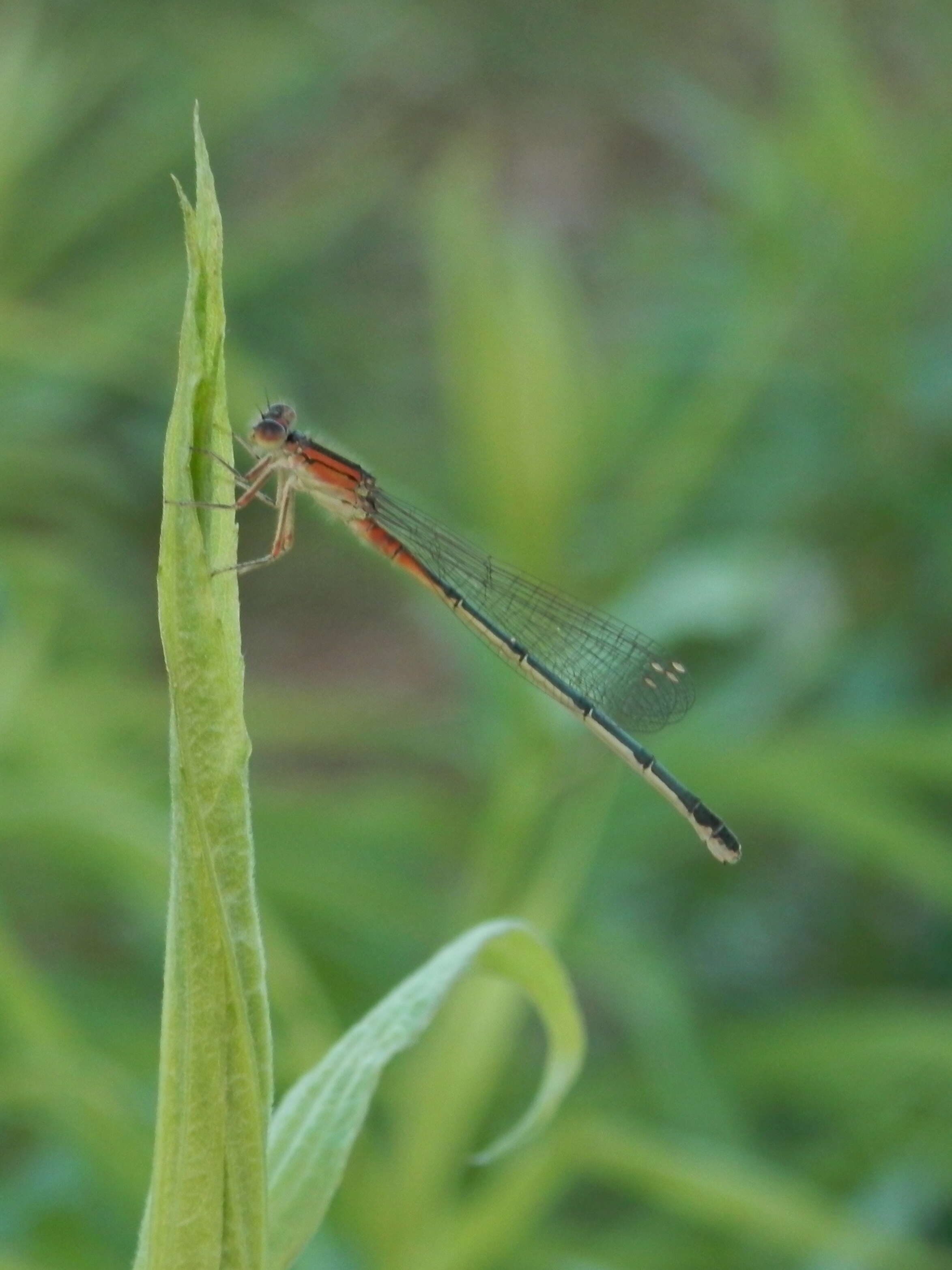 Image of Eastern Forktail