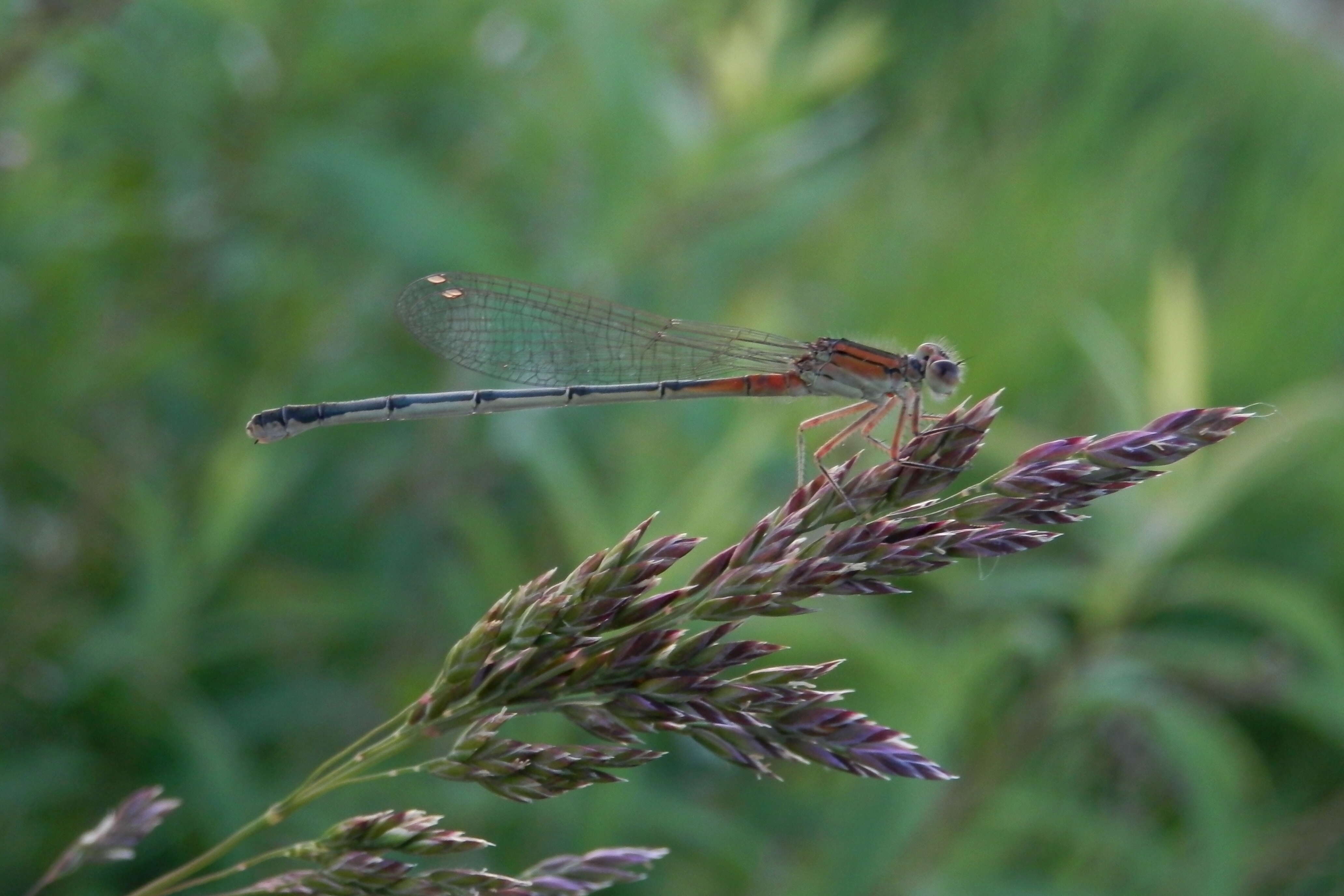 Image of Eastern Forktail