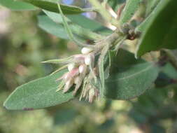 Sivun Arctostaphylos virgata Eastw. kuva