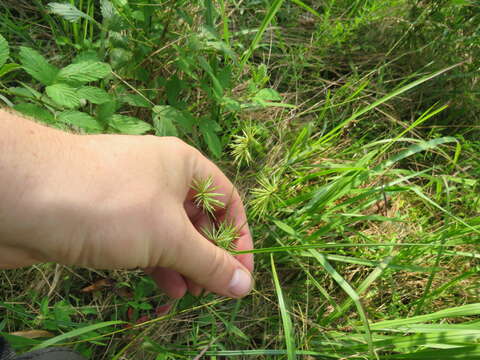 Image de Cyperus lancastriensis Porter