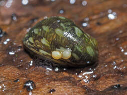 Image of river nerite