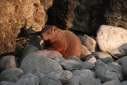 Image of Marmota subgen. Marmota Blumenbach 1779