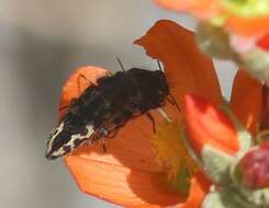 Image de Acmaeodera cuneata Fall 1899